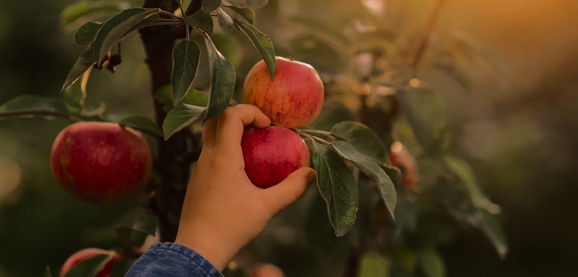 Apple Plucking