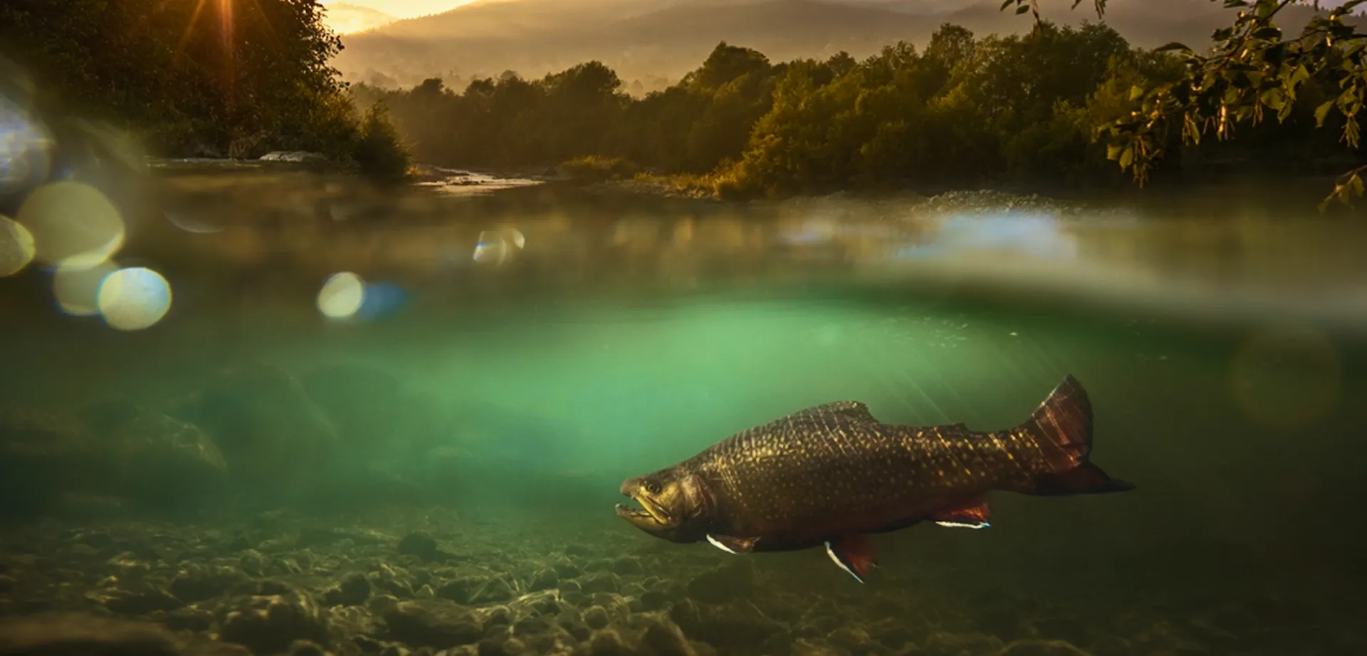 Trout Fishing